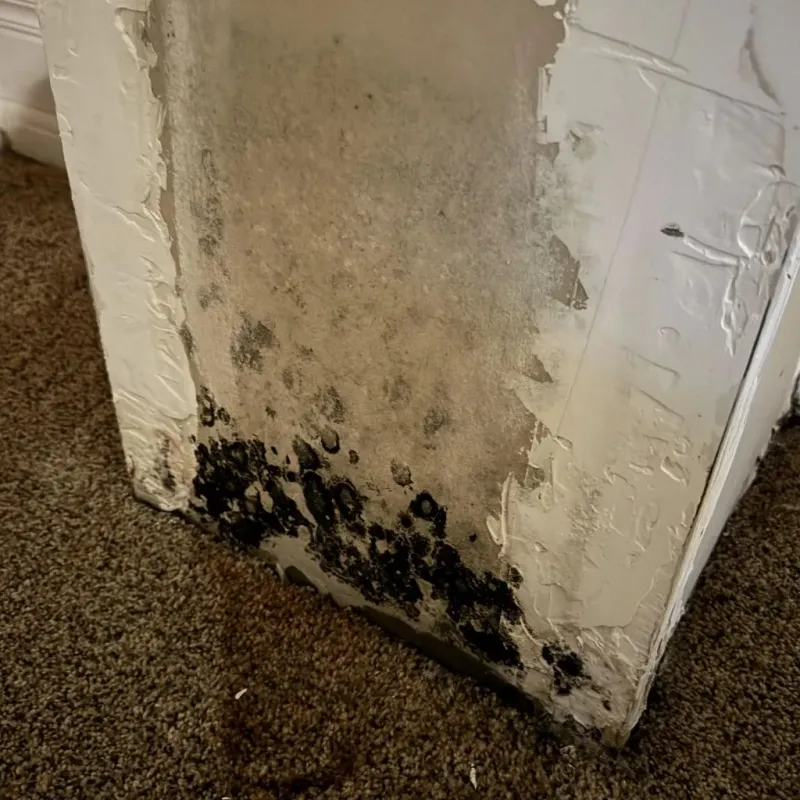 Professional Mold Removal in Bastrop, LA